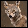 north-american-carnivores-246