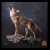 north-american-carnivores-322