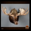 elk-moose-caribou-taxidermy-001