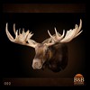 elk-moose-caribou-taxidermy-002