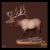elk-moose-caribou-taxidermy-005