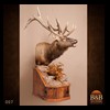 elk-moose-caribou-taxidermy-007