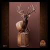 elk-moose-caribou-taxidermy-009