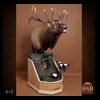 elk-moose-caribou-taxidermy-010