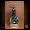elk-moose-caribou-taxidermy-011