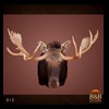 elk-moose-caribou-taxidermy-012