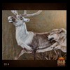elk-moose-caribou-taxidermy-014