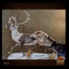 elk-moose-caribou-taxidermy-015