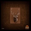 elk-moose-caribou-taxidermy-016