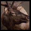 elk-moose-caribou-taxidermy-017