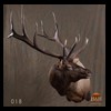 elk-moose-caribou-taxidermy-018