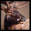 elk-moose-caribou-taxidermy-020