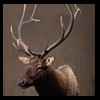 elk-moose-caribou-taxidermy-021