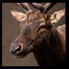 elk-moose-caribou-taxidermy-022