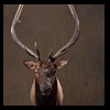 elk-moose-caribou-taxidermy-023