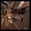 elk-moose-caribou-taxidermy-025