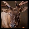 elk-moose-caribou-taxidermy-026