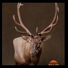 elk-moose-caribou-taxidermy-027