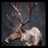 elk-moose-caribou-taxidermy-028