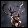elk-moose-caribou-taxidermy-029