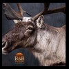 elk-moose-caribou-taxidermy-030