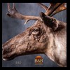 elk-moose-caribou-taxidermy-032