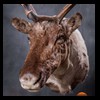 elk-moose-caribou-taxidermy-033