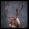 elk-moose-caribou-taxidermy-034