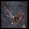 elk-moose-caribou-taxidermy-035