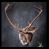 elk-moose-caribou-taxidermy-036