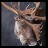 elk-moose-caribou-taxidermy-037