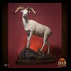 goat-sheep-bovine-bison-north-american-taxidermy-001