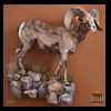 goat-sheep-bovine-bison-north-american-taxidermy-002