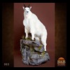 goat-sheep-bovine-bison-north-american-taxidermy-003