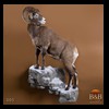 goat-sheep-bovine-bison-north-american-taxidermy-005