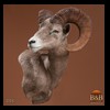 goat-sheep-bovine-bison-north-american-taxidermy-006