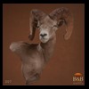 goat-sheep-bovine-bison-north-american-taxidermy-007