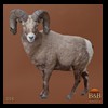 goat-sheep-bovine-bison-north-american-taxidermy-008
