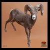 goat-sheep-bovine-bison-north-american-taxidermy-009