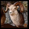 goat-sheep-bovine-bison-north-american-taxidermy-011