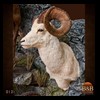 goat-sheep-bovine-bison-north-american-taxidermy-012
