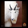 goat-sheep-bovine-bison-north-american-taxidermy-014