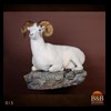 goat-sheep-bovine-bison-north-american-taxidermy-015