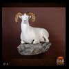 goat-sheep-bovine-bison-north-american-taxidermy-016