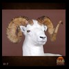 goat-sheep-bovine-bison-north-american-taxidermy-017