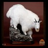 goat-sheep-bovine-bison-north-american-taxidermy-018