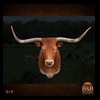 goat-sheep-bovine-bison-north-american-taxidermy-019