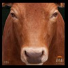 goat-sheep-bovine-bison-north-american-taxidermy-020