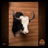 goat-sheep-bovine-bison-north-american-taxidermy-021