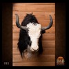 goat-sheep-bovine-bison-north-american-taxidermy-022